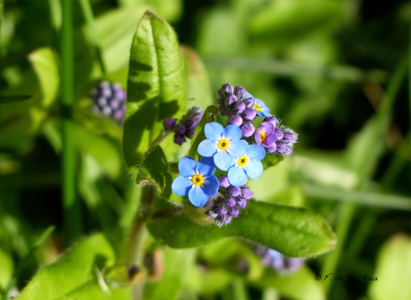 Myosotis